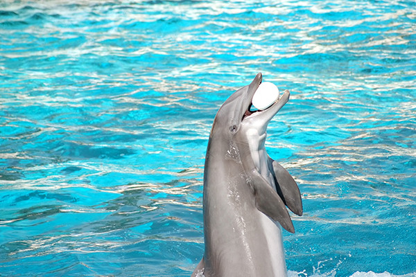 Dolphin Show