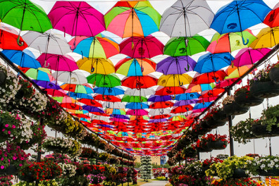 Miracle Garden Dubai