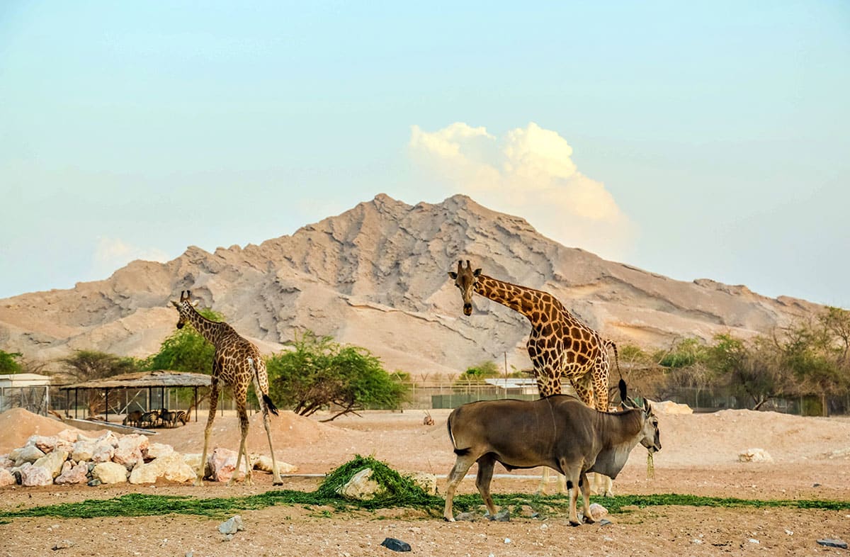 Al Ain Zoo