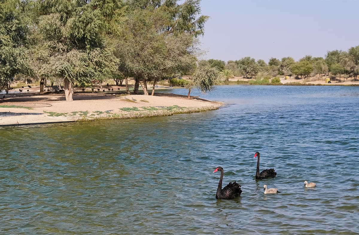 Al Qudra Lake