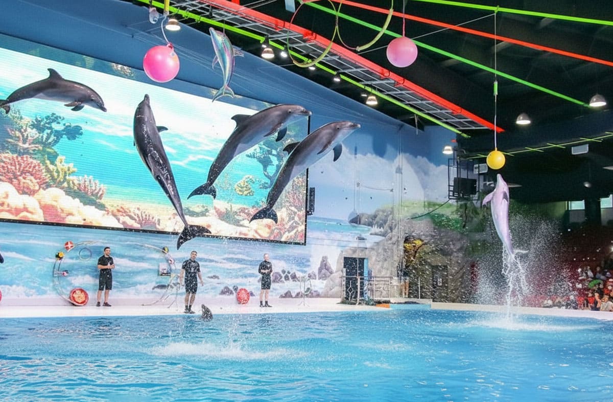 Dolphin Show