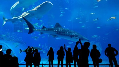 Exploring the Wonders of the Dubai Aquarium: An Unforgettable Underwater Adventure