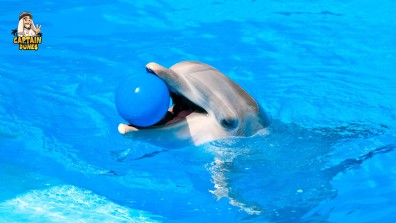 All About the Dubai Dolphinarium